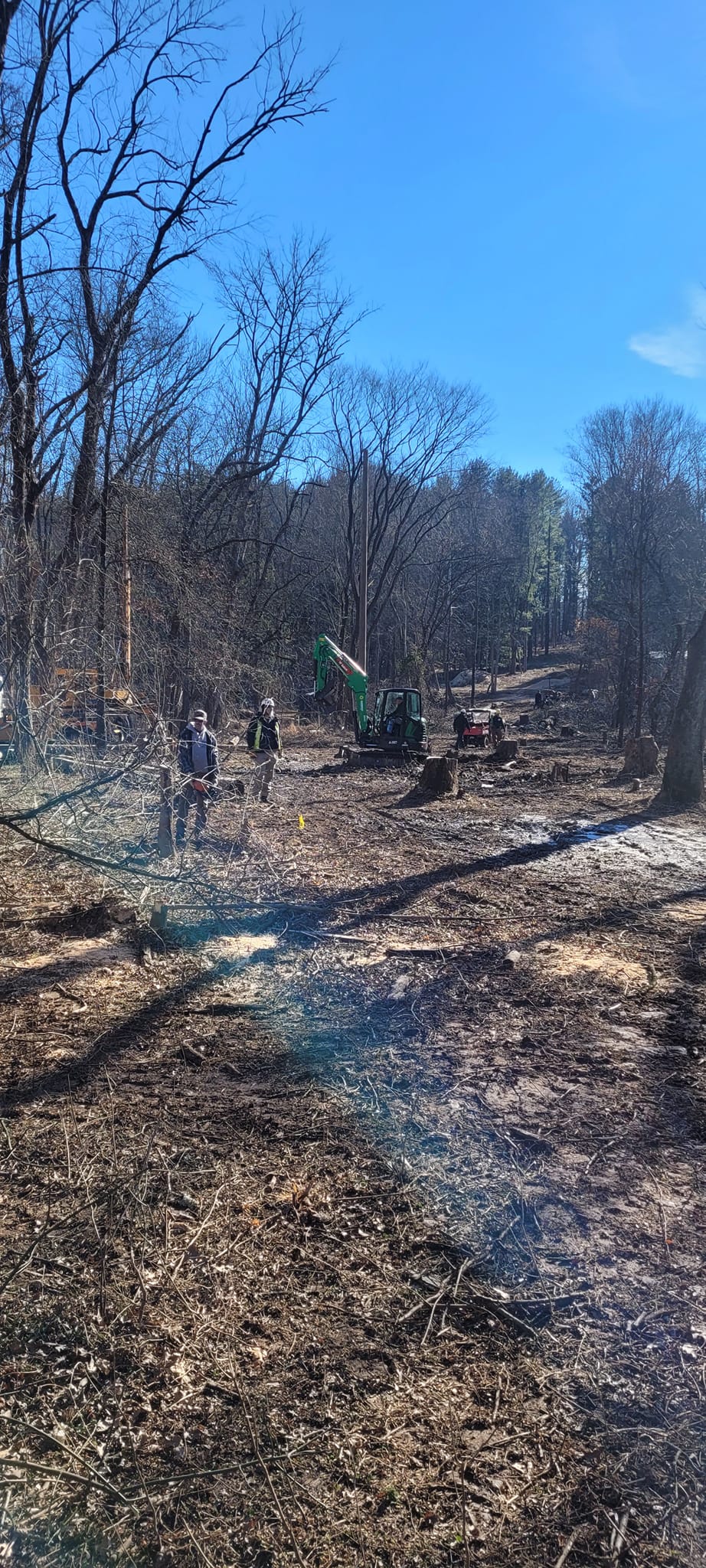 How Mulch Type Shapes Tree Growth Year-Round