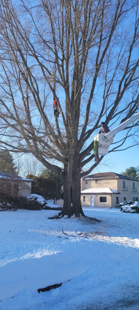 Emergency Tree Care