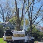  - Cutler Cuts - Tree Service & Landscaping in PA - GALLERY - Cutler Cuts - 