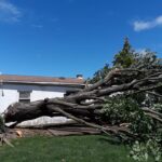 tree removal - Cutler Cuts - Tree Service & Landscaping in PA - GALLERY - Cutler Cuts - 