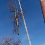  - Cutler Cuts - Tree Service & Landscaping in PA - GALLERY - Cutler Cuts - 