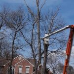  - Cutler Cuts - Tree Service & Landscaping in PA - GALLERY - Cutler Cuts - 