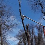  - Cutler Cuts - Tree Service & Landscaping in PA - GALLERY - Cutler Cuts - 