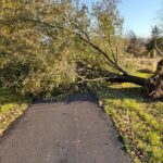  - Cutler Cuts - Tree Service & Landscaping in PA - GALLERY - Cutler Cuts - 