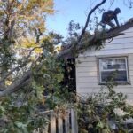  - Cutler Cuts - Tree Service & Landscaping in PA - GALLERY - Cutler Cuts - 