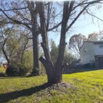  - Cutler Cuts - Tree Service & Landscaping in PA - GALLERY - Cutler Cuts - 