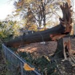 - Cutler Cuts - Tree Service & Landscaping in PA - GALLERY - Cutler Cuts - 