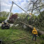  - Cutler Cuts - Tree Service & Landscaping in PA - GALLERY - Cutler Cuts - 