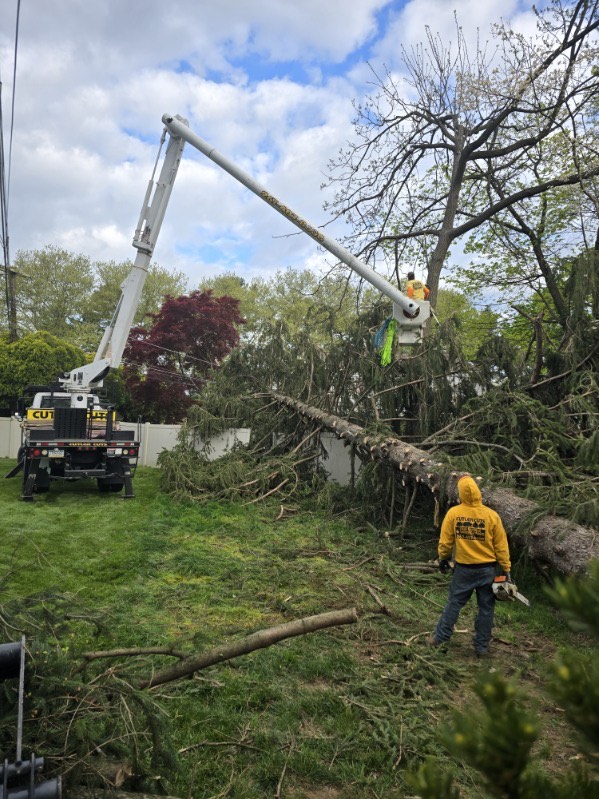 Image_20240425_164843_216 - Cutler Cuts - Professional Tree Cutting Service | Tree Services in PA - - tree cutting and landscaping