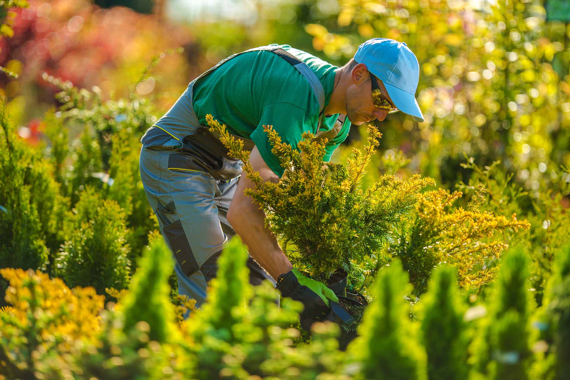 Tree Fertilization Schedules by Season