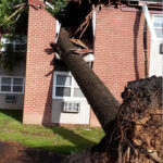  - Cutler Cuts - Tree Service & Landscaping in PA - GALLERY - Cutler Cuts - 