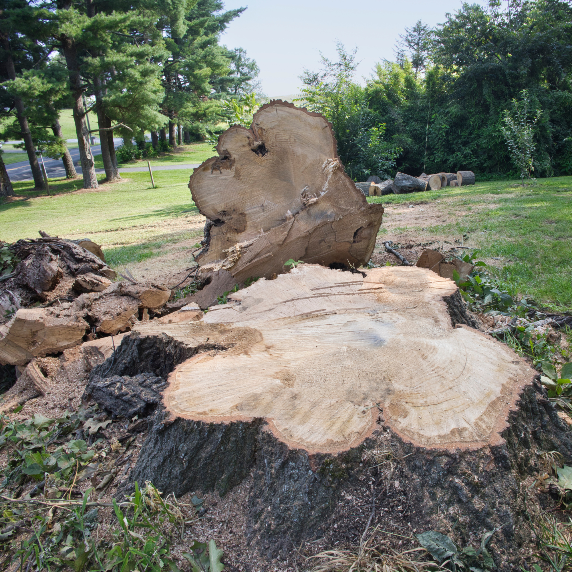 Stump Grinding & Removal: Clearing Your Property
